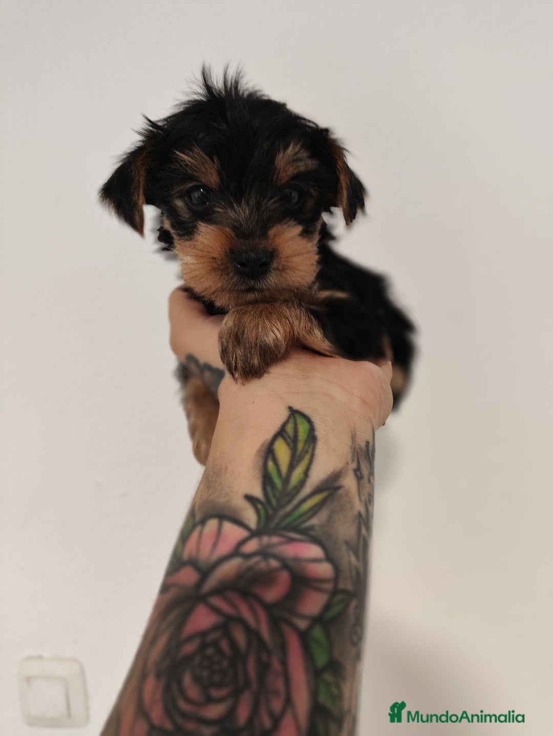 Yorkshire Terrier perros en venta: YORKSHIRE MINITOY HEMBRA RECOGIDA INMEDIATA♀️  - Imagen 1