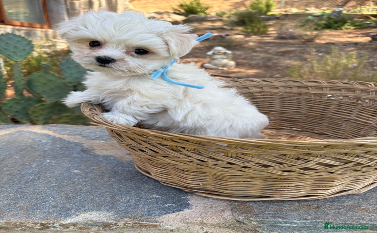 Bichón Maltés perros - Propaganda 1