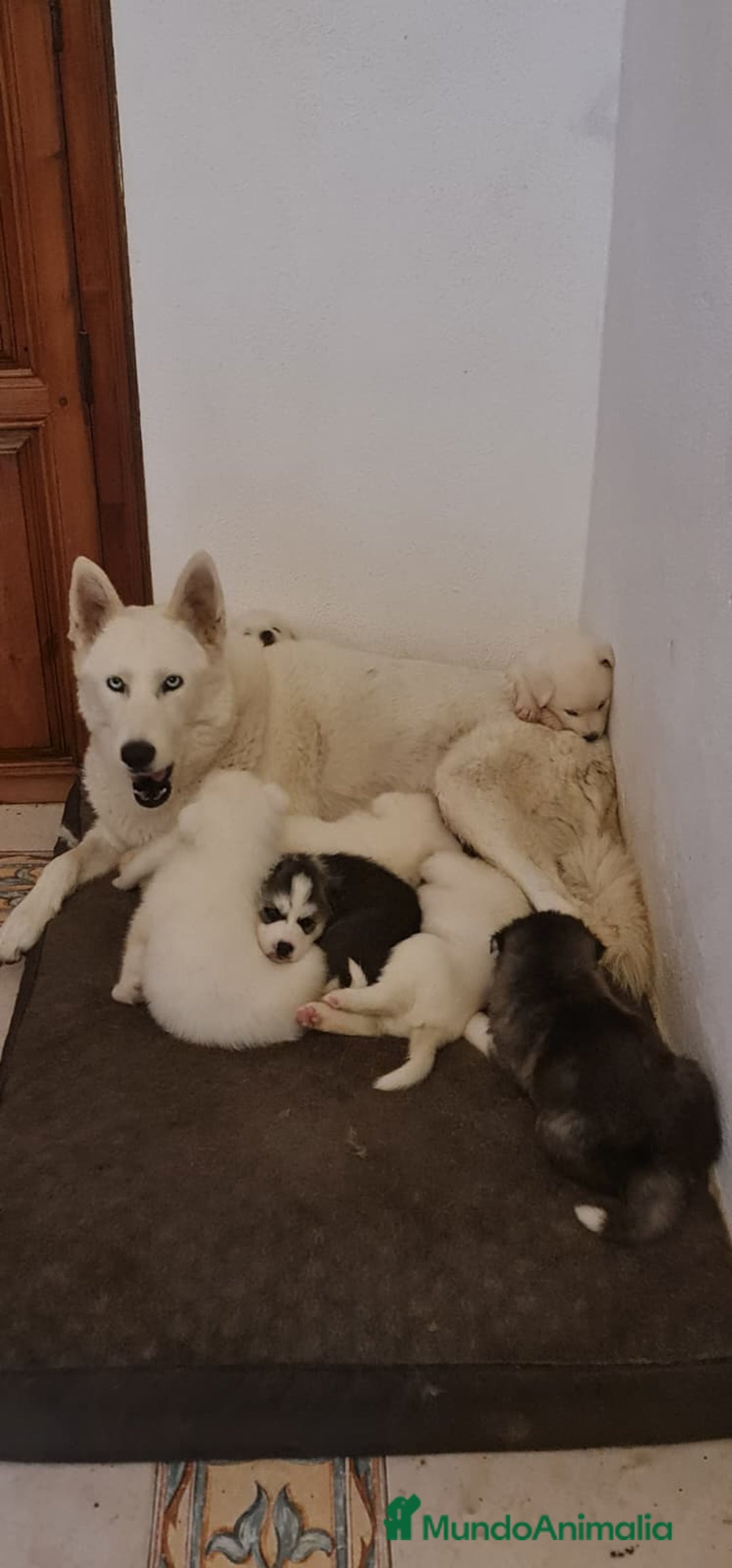 Husky Siberiano perros en venta: Husky siberiano blancos - Anuncio 9