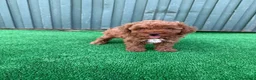 Caniche Toy perros en venta: caniche toy  - Anuncio 7