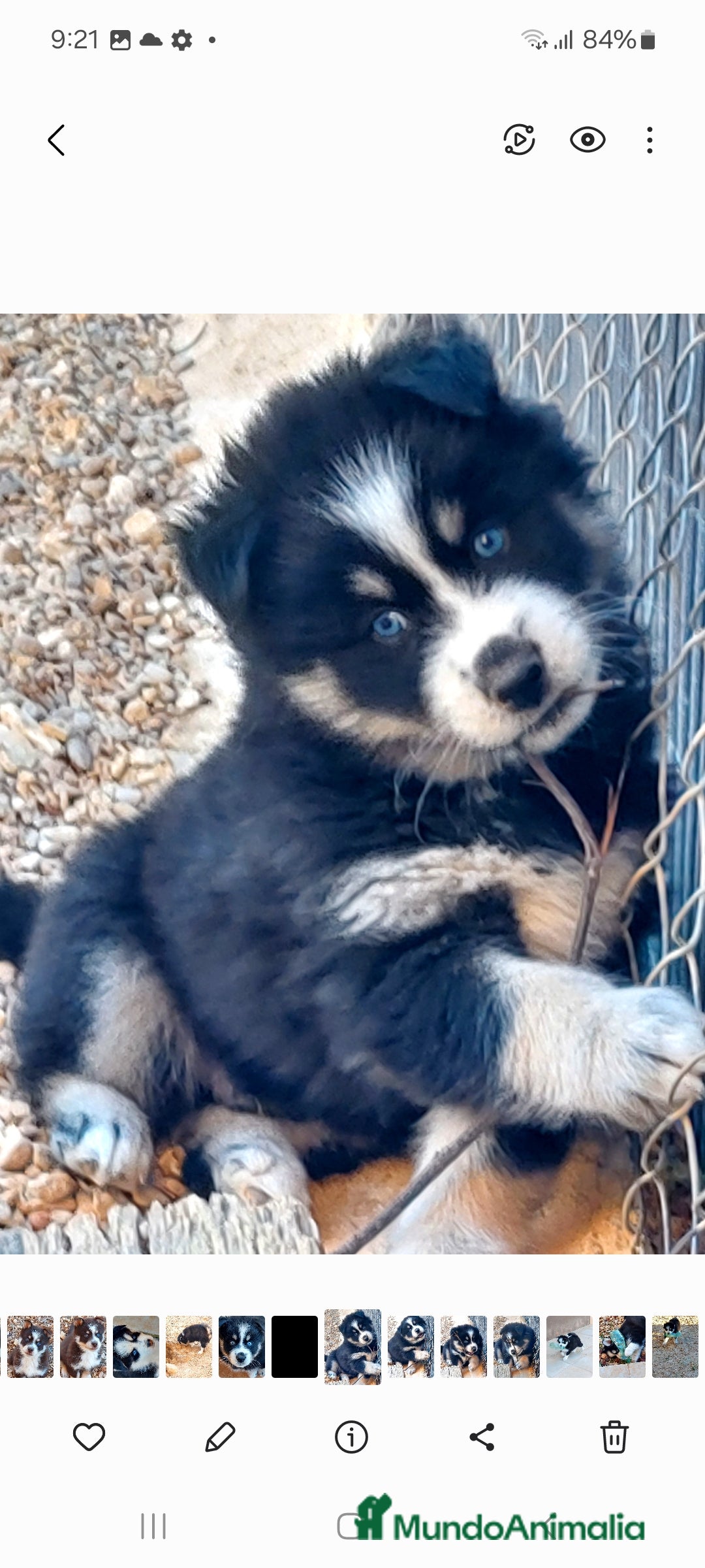 Pomsky perros en venta: 3 machitos de pomsky - Anuncio 3