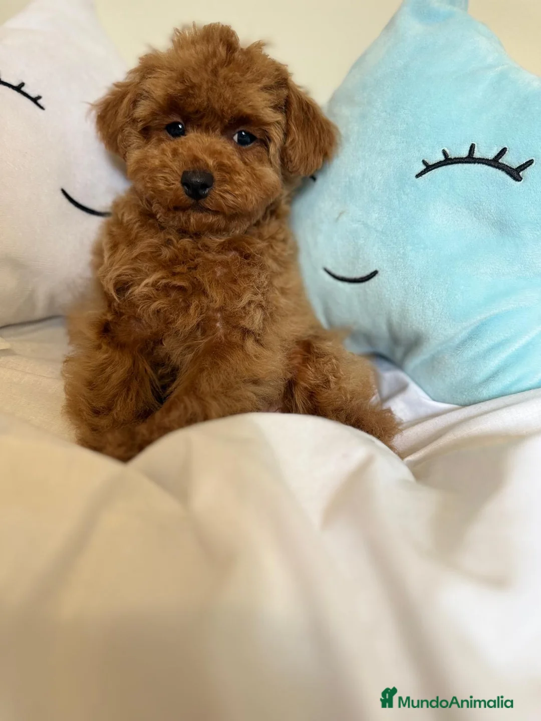 Caniche Toy perros en venta: Caniche toy listo para entregar  - Anuncio 7