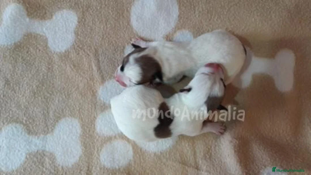 Imagen de galería {{count}}