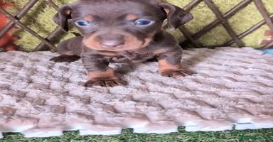 Teckel perros - Anuncio 3