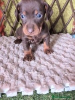 Teckel perros - Anuncio 2