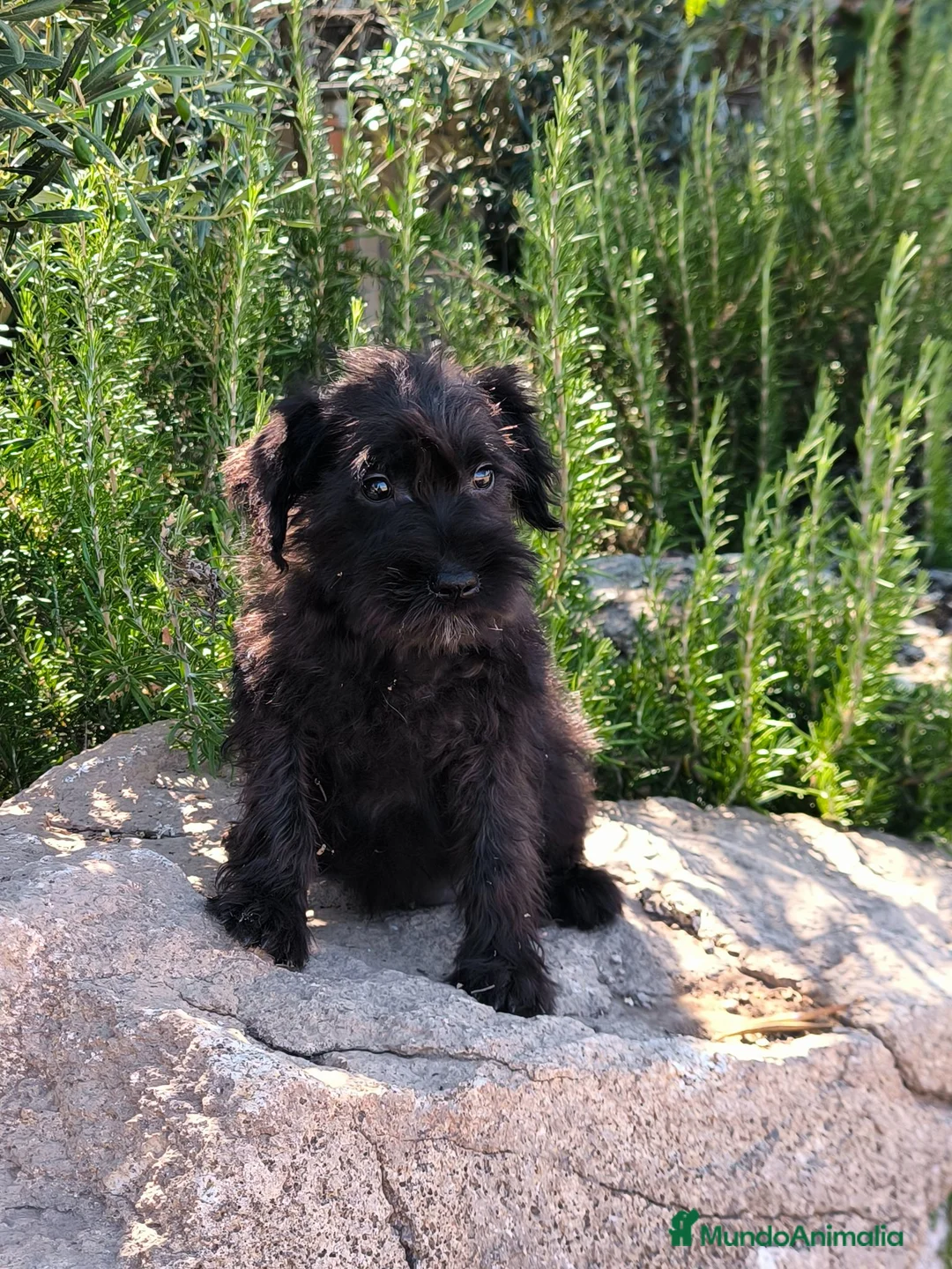 Schnauzer Miniatura perros en venta: Camada zchanauzer miniatura - Anuncio 1