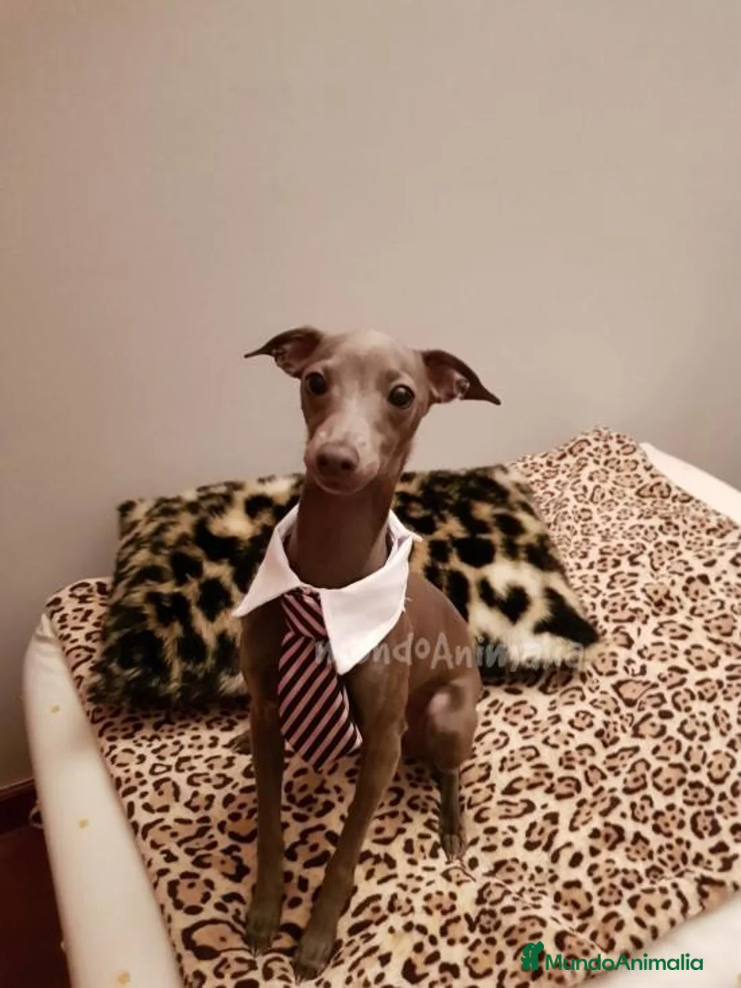 Imagen de galería {{count}}