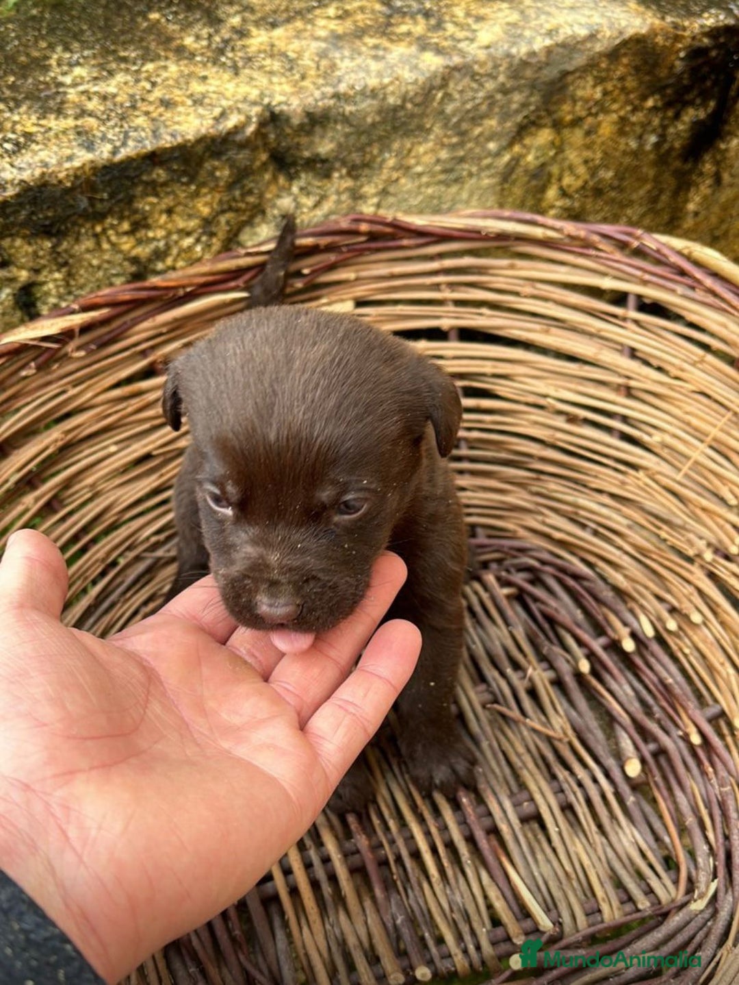 Labrador Retriever perros en venta: Labrador retriever  - Anuncio 4
