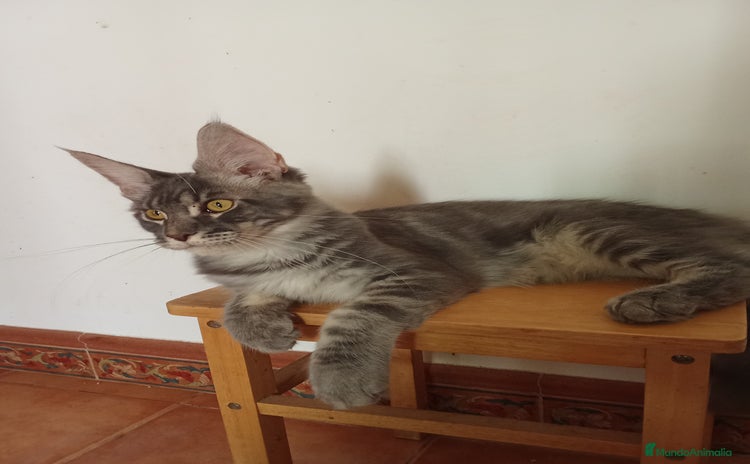Maine Coon gatos - Anuncio 1