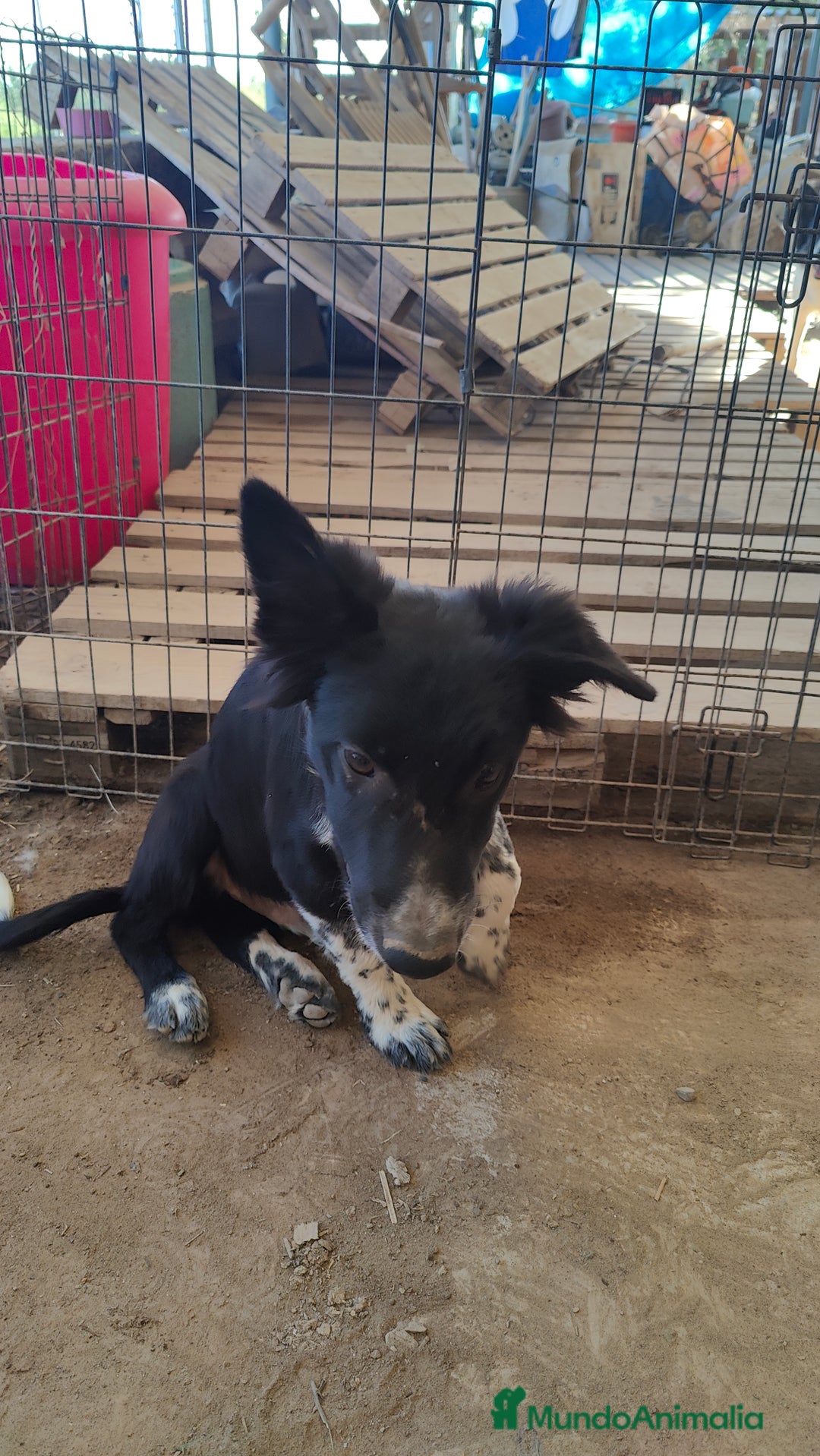 Border Collie perros en venta: Últimos border collie disponibles - Imagen 15