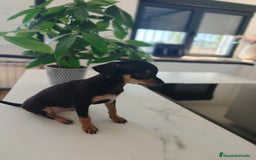 Pinscher Miniatura perros en venta: Mini Pincher espectacular!! - Imagen 8