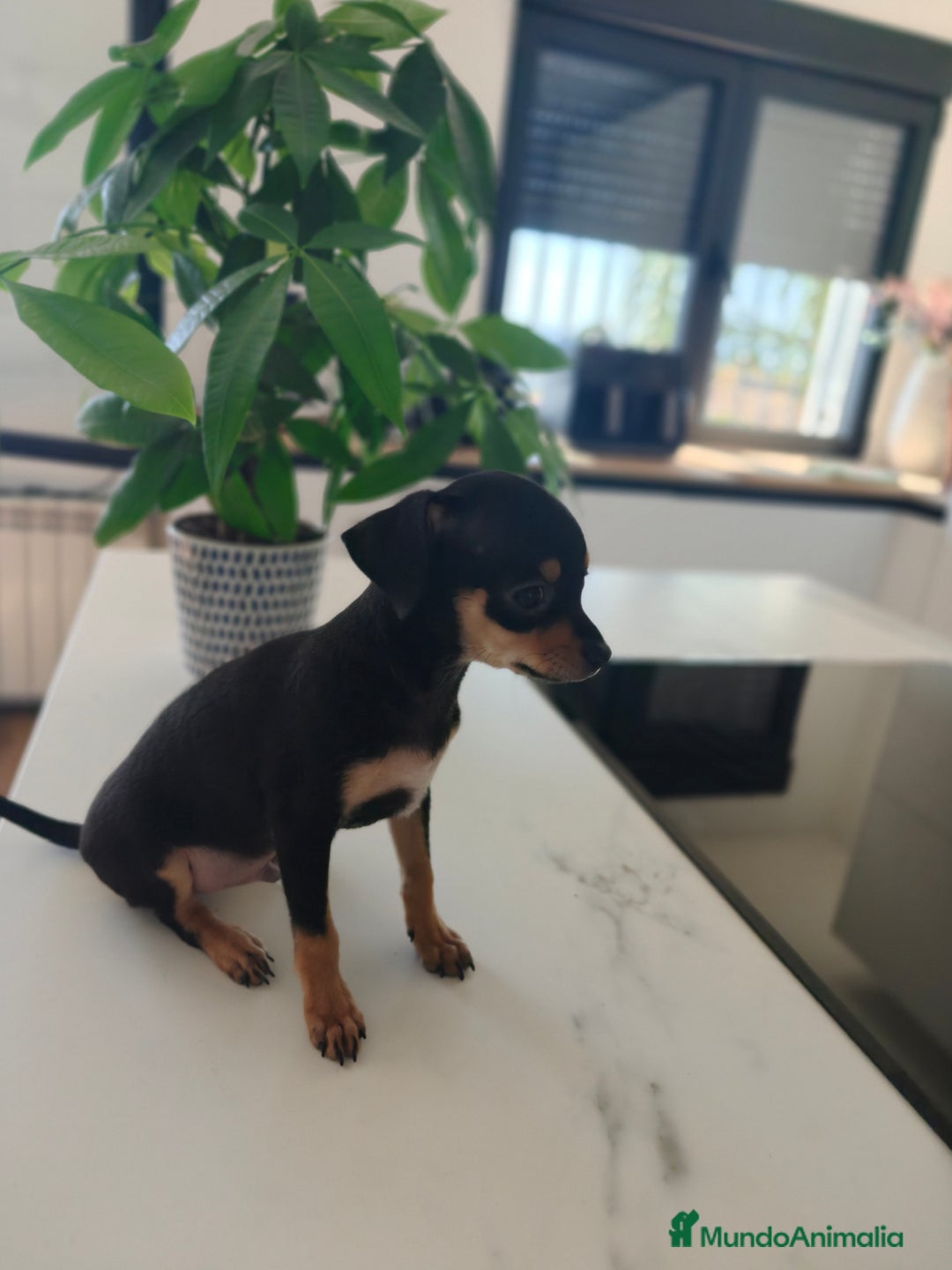 Pinscher Miniatura perros en venta: Mini Pincher espectacular!! - Imagen 8
