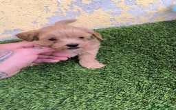 Maltipoo perros en venta: MALTIPO CALIDAD Y SELECCIÓN  - Imagen 1