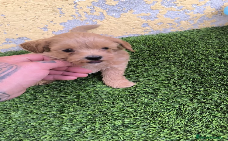 Maltipoo perros - Anuncio 1