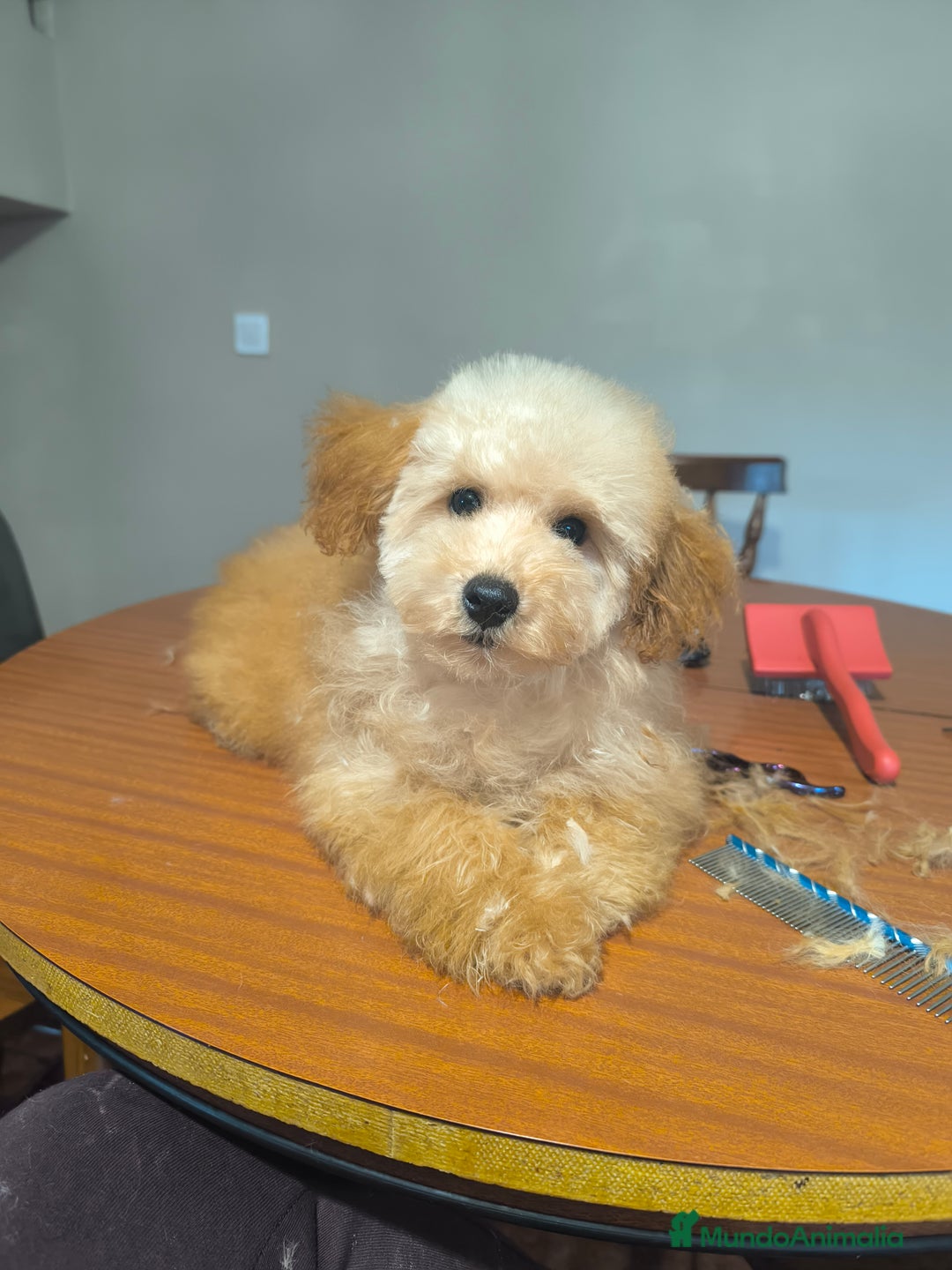 Caniche Toy perros en venta: Caniche toy apricot  - Anuncio 2