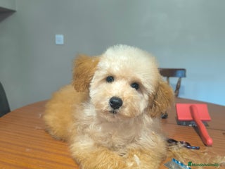 Caniche Toy perros Caniche toy apricot - Anuncio 15