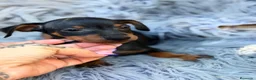 Pinscher Miniatura perros en venta: Macho pinscher miniatura 💙🐾 - Anuncio 5