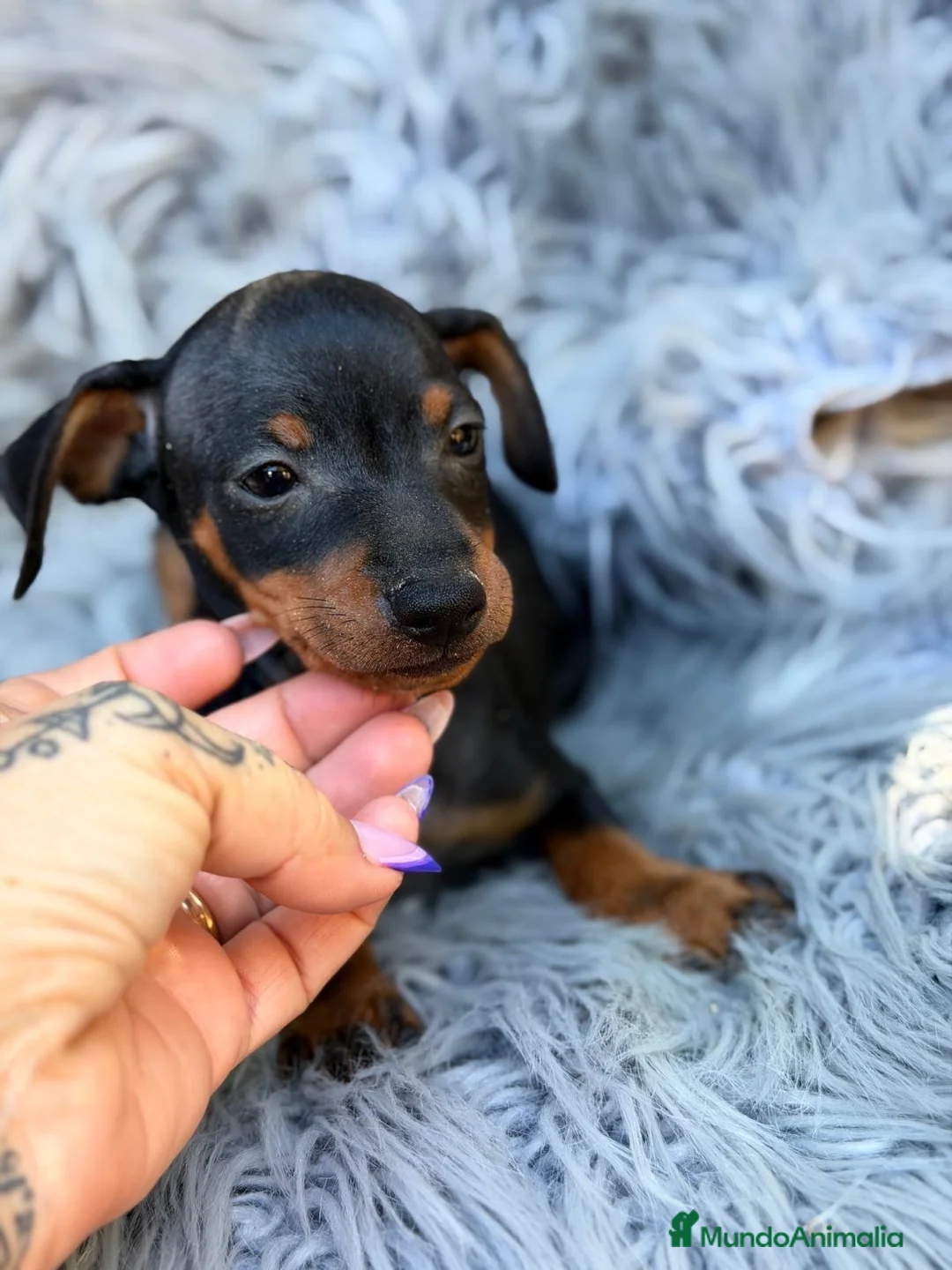 Pinscher Miniatura perros en venta: Macho pinscher miniatura 💙🐾 - Anuncio 5