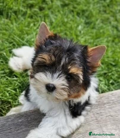 Biewer Yorkshire Terrier a la Pom Pon perros Hembras Yorkshire Biewer - Anuncio 1