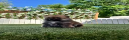 Pomerania perros en venta: POMERANIA - Anuncio 6