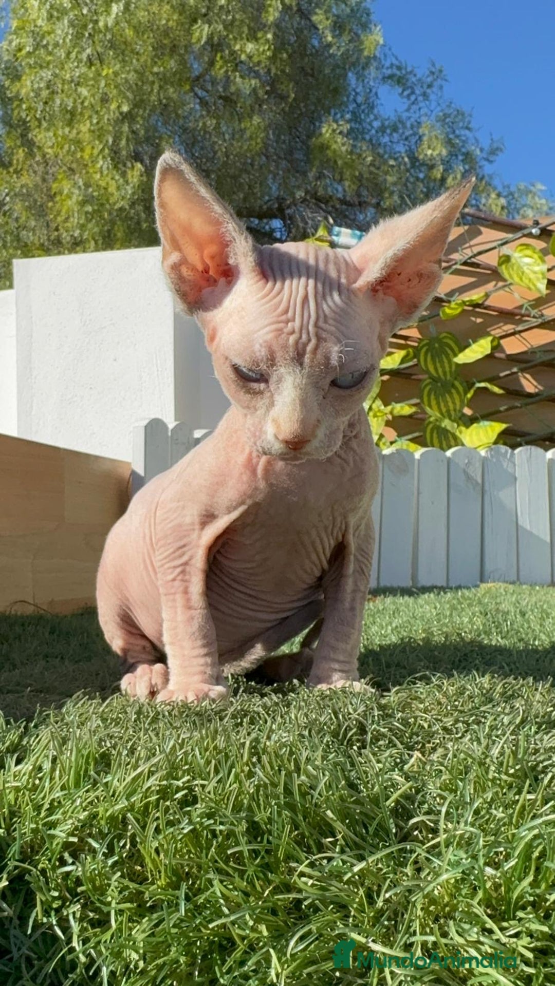 Sphynx gatos en venta: GATITAS SpHYNX - Anuncio 19