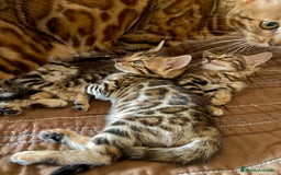 Bengalí gatos en venta: Hembritas de Gato Bengalí - Imagen 5