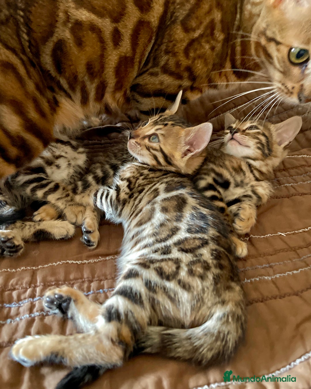 Bengalí gatos en venta: Hembritas de Gato Bengalí - Imagen 5