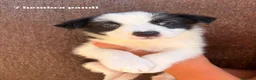 Border Collie perros en adopcion: Border collie - Anuncio 3