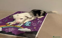 Border Collie perros en venta: Border collie  - Imagen 23