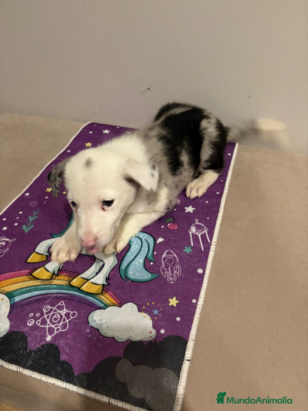 Border Collie perros en venta: Border collie  - Imagen 23