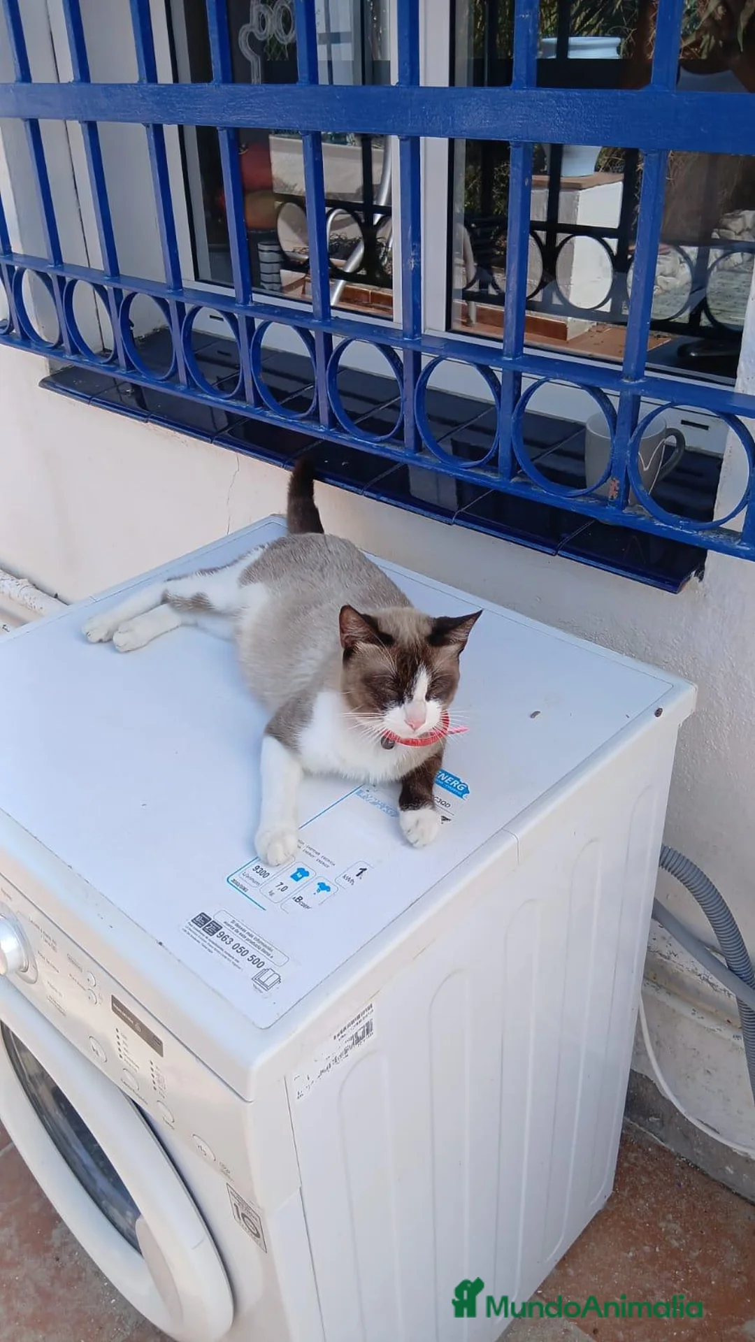 Raza Mixta gatos en venta: Regalo gatitos - Anuncio 2