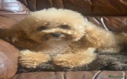 Caniche Toy perros en venta: Caniches toys rojos - Imagen 4