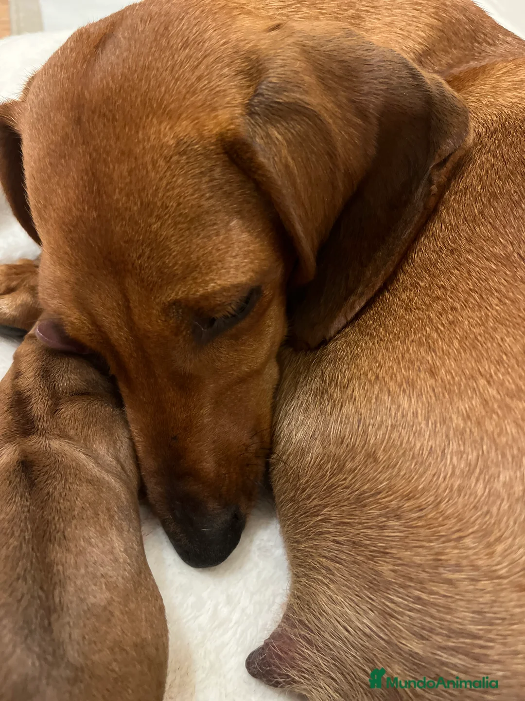 Teckel perros en venta: Teckel miniatura excelente calidad 601144783 en Valencia - Anuncio 6