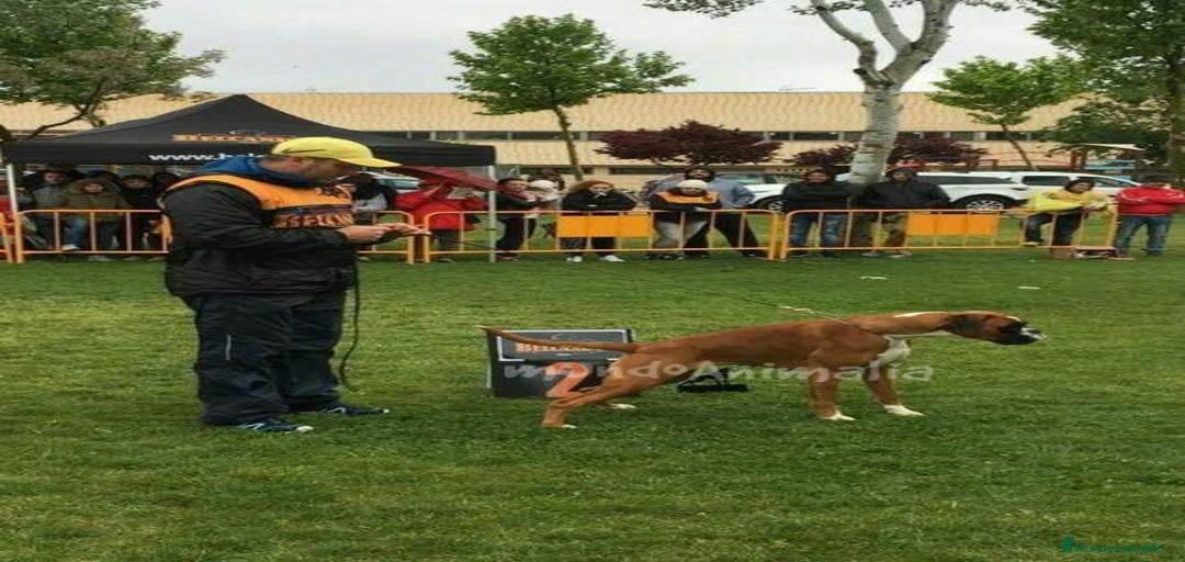 Imagen de galería {{count}}