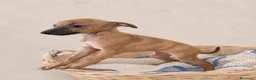Whippet perros en venta: CAHORRITAS DE WHIPPET - Anuncio 2