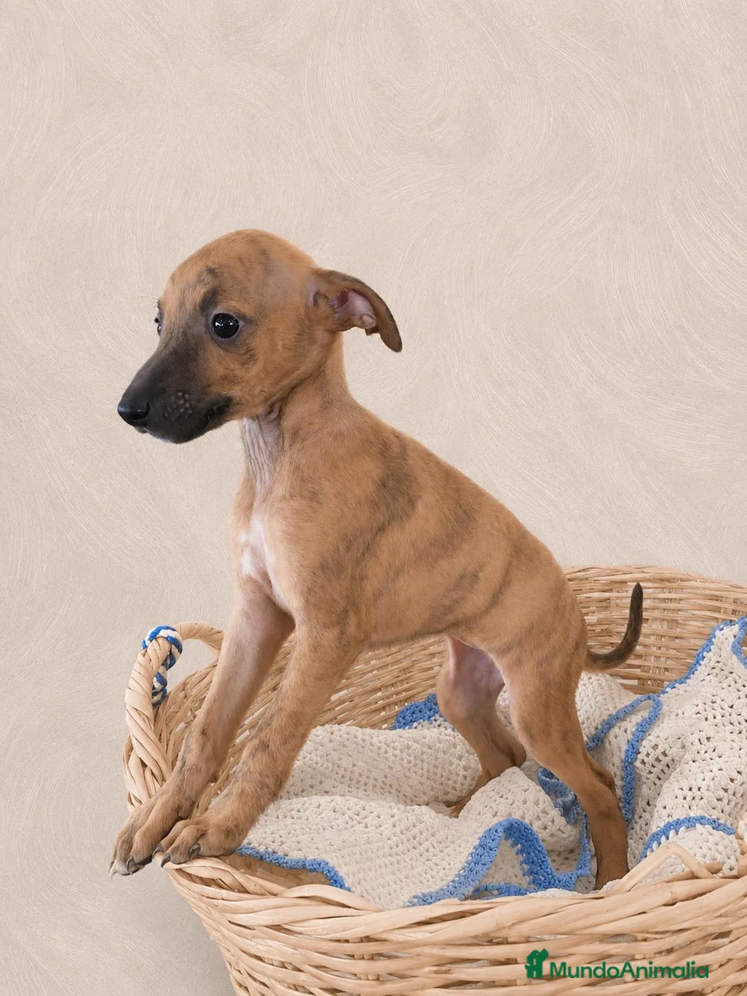 Whippet perros en venta: CAHORRITAS DE WHIPPET - Anuncio 2
