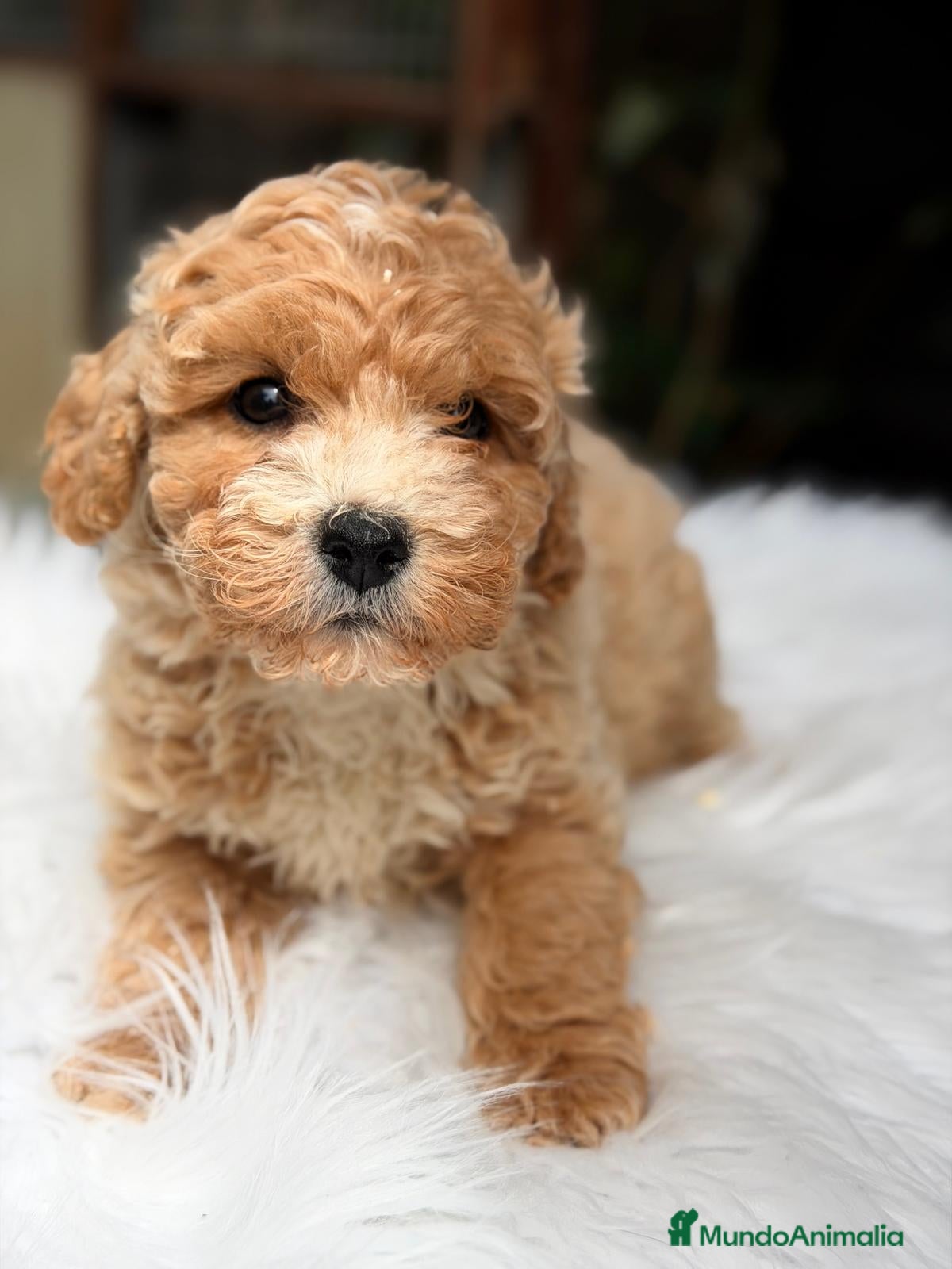 Maltipoo perros MALTIPOO APRICOT CREMA  - Anuncio 1