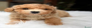 Maltipoo Cachorro 3