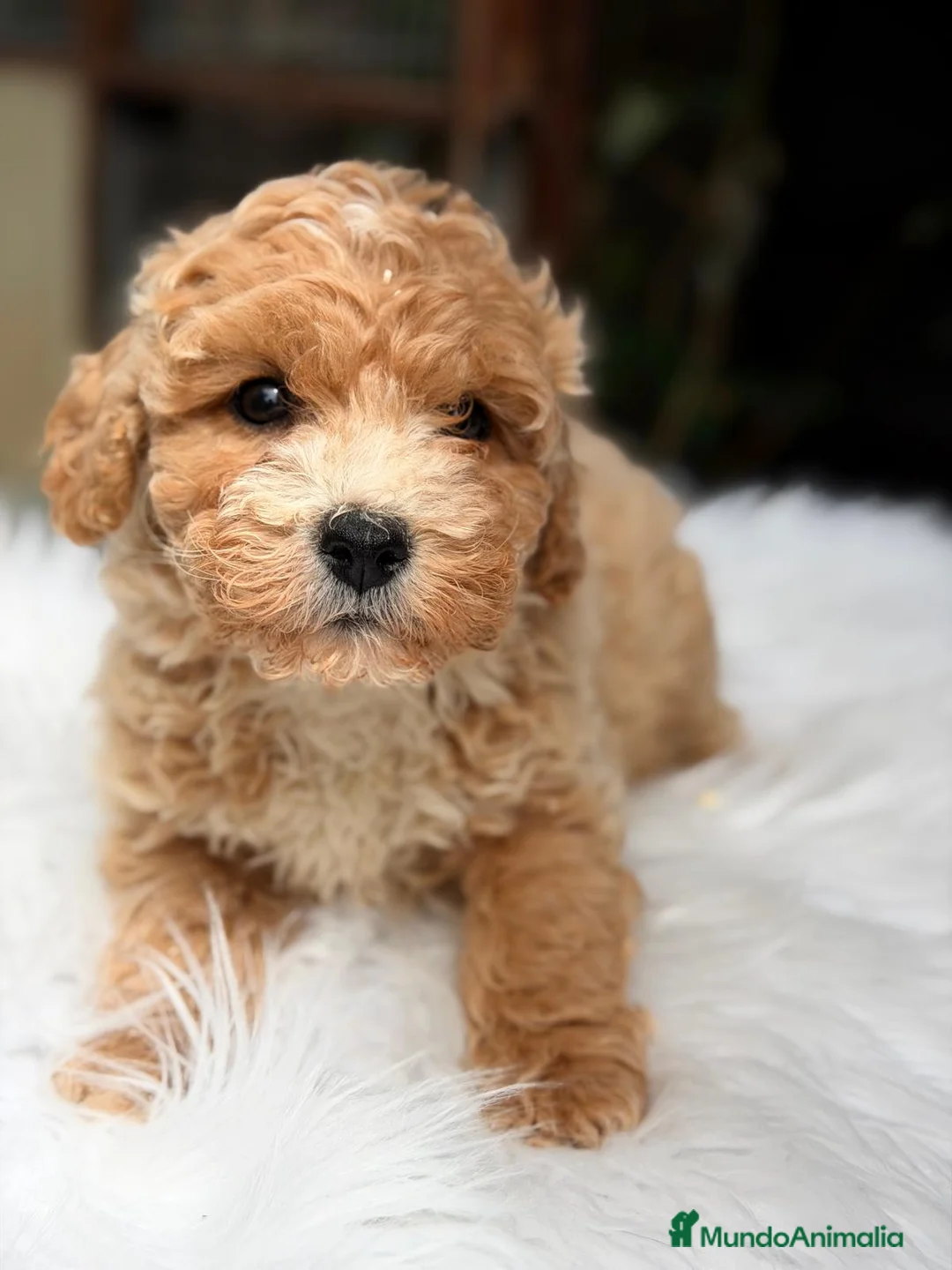Maltipoo perros en venta: MALTIPOO APRICOT CREMA  - Anuncio 1