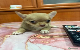 Chihuahua perros en venta: Chihuahua toy ruso macho - Imagen 5