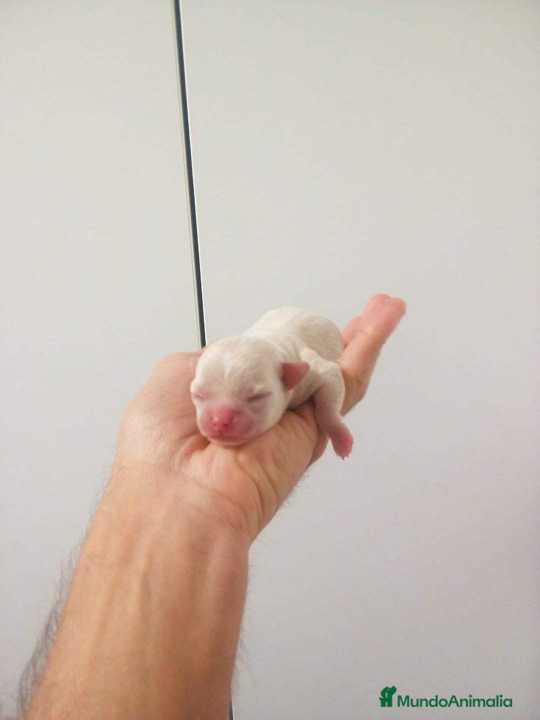 Chihuahua perros en venta: Camada de chihuahuas toy, cabeza manzana - Anuncio 3