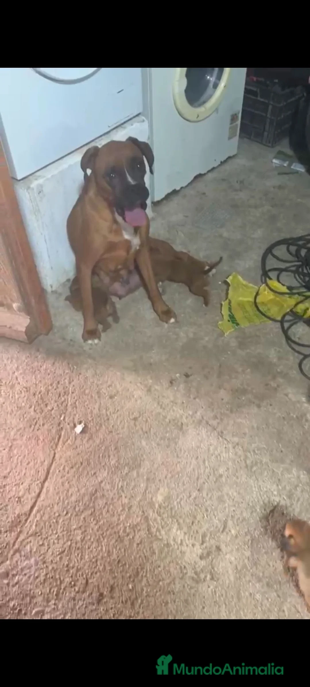 Boxer perros en venta: Boxer  - Anuncio 3