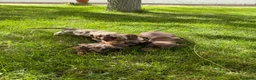 Teckel Miniatura perros en venta: CAMADA TECKEL ARLEQUÍN / CHOCOLATES  en Salamanca - Anuncio 9