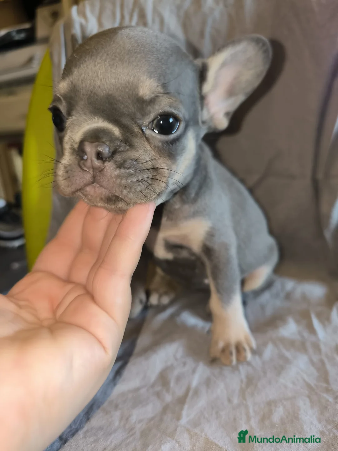 Bulldog Francés perros en venta: Bulldog Francés Blue - Anuncio 4
