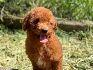 Caniche Enano perros en Barcelona - Anuncio 19