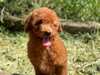 Caniche Enano perros Caniche rojo en Barcelona - Anuncio 21