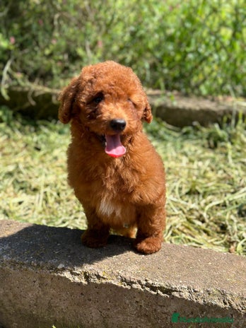 Caniche Enano perros en Barcelona - Anuncio 19