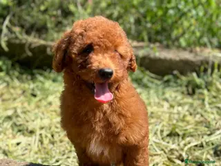 Caniche Enano perros Caniche rojo en Barcelona - Anuncio 14