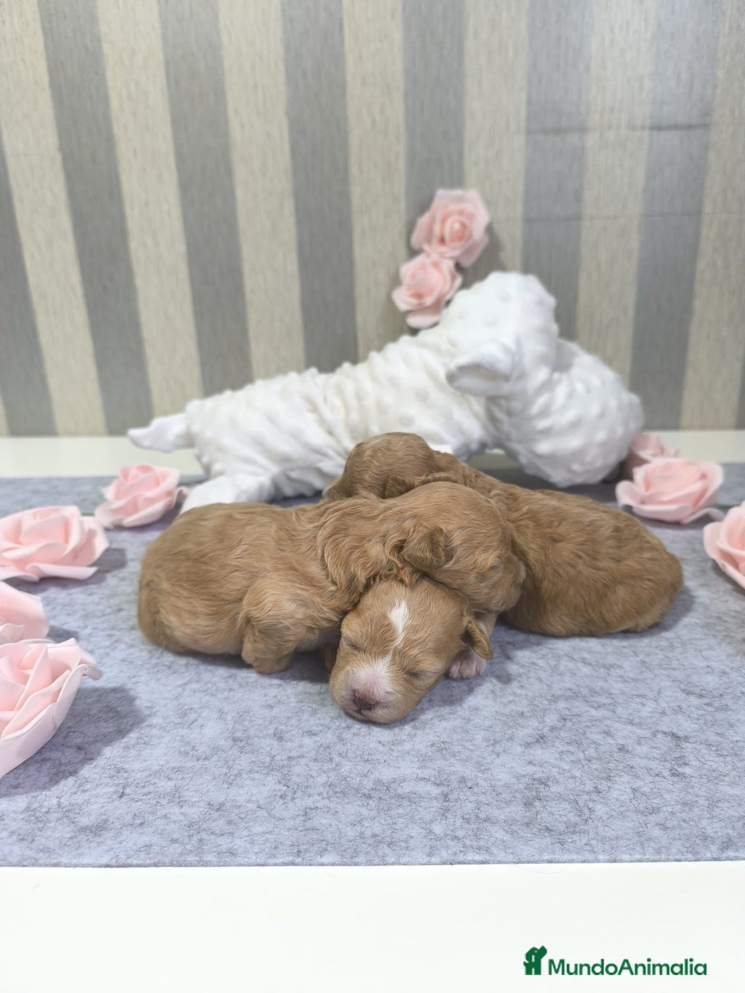 Maltipoo perros en venta: Maltipoo  - Anuncio 2