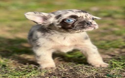 Bulldog Francés perros en venta: Bulldog. Pelo largo ( fluffy)  en Barcelona - Imagen 3